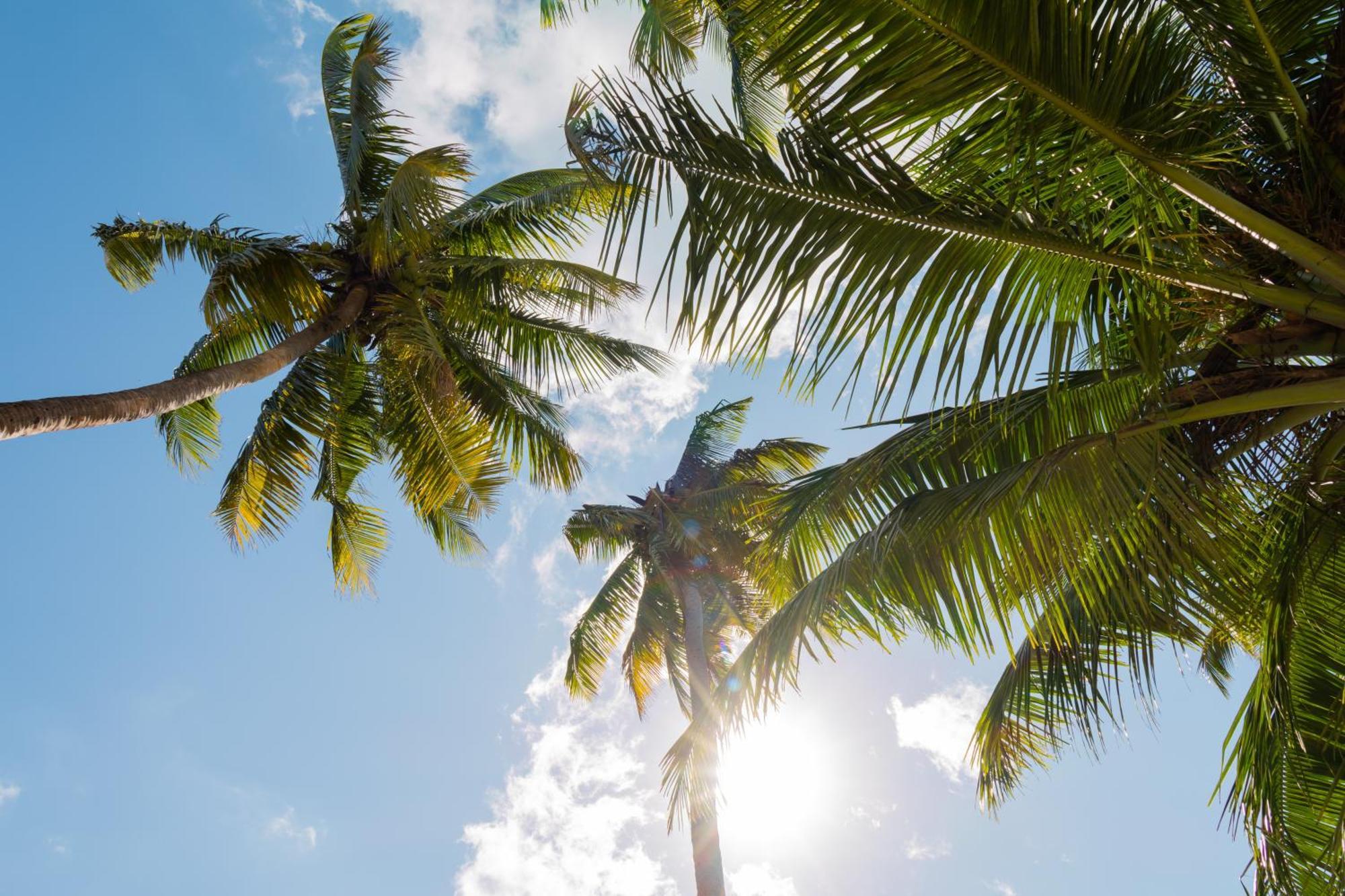 Pili Pili Beach Bungalows ジャンビアニ エクステリア 写真